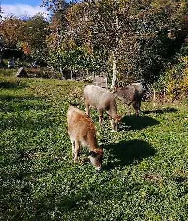 Agriturismo Il Vecchio Ospitale
